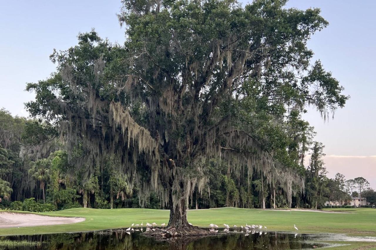 Newly Listed! 20 Percent Off! Golf And Tennis Community Retreat Villa Wesley Chapel Exterior photo